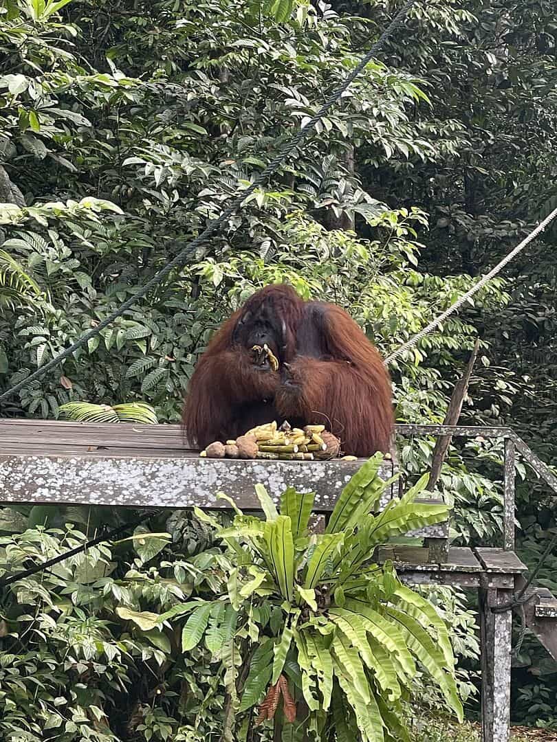 Wild Adventures Of Borneo