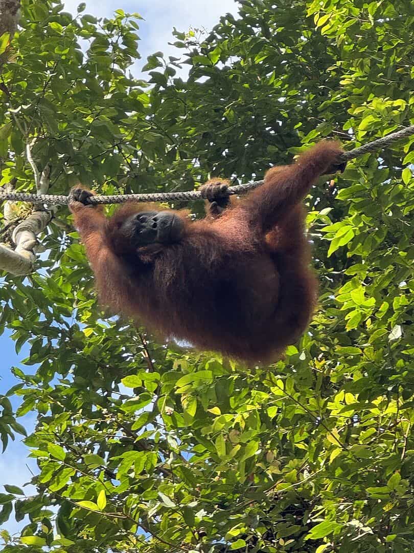 Brilliant Borneo break!!