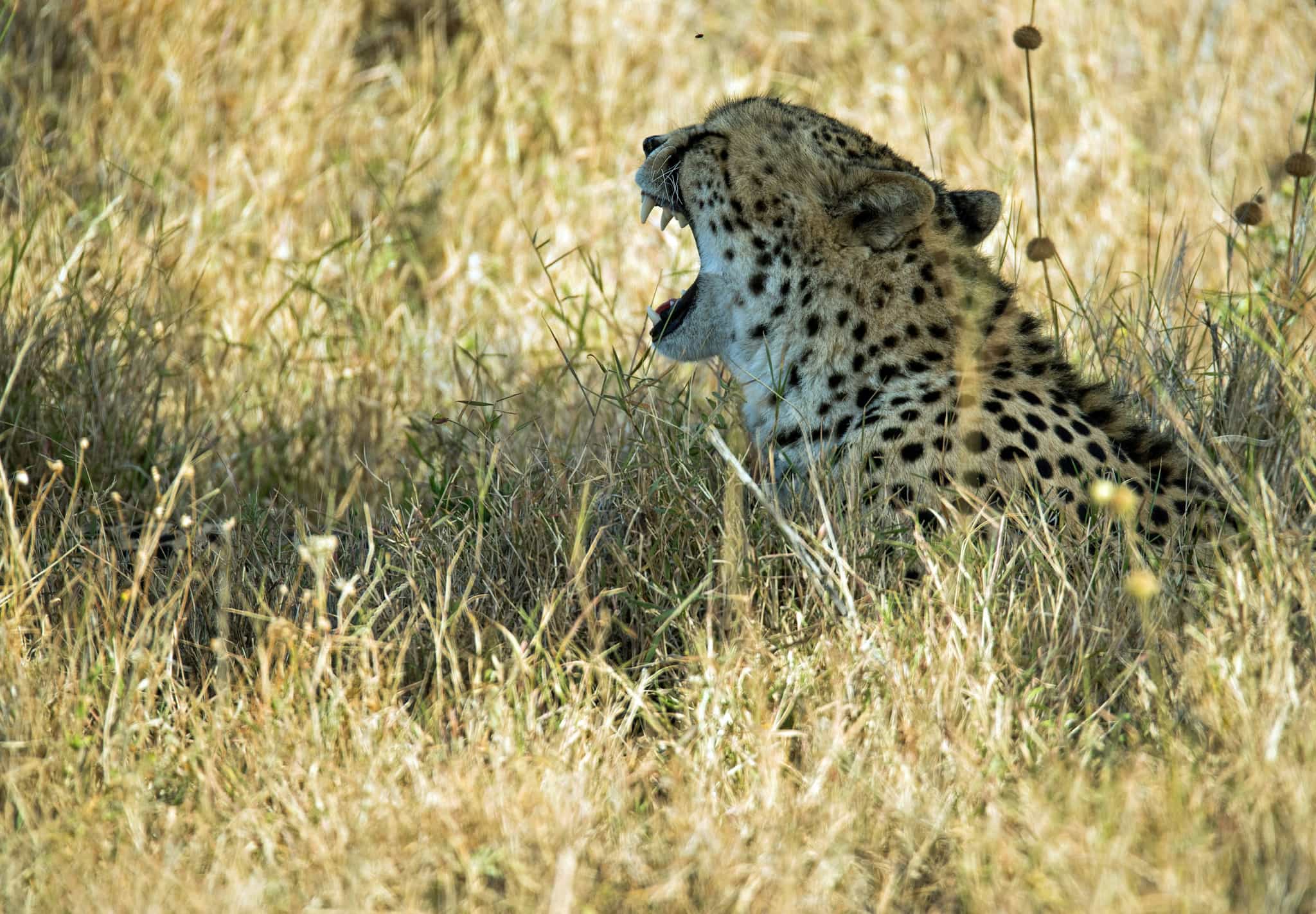 Yawning cheetah. A cheetah yawns and displays its teeth. Ol Pejeta conservancy, Kenya.