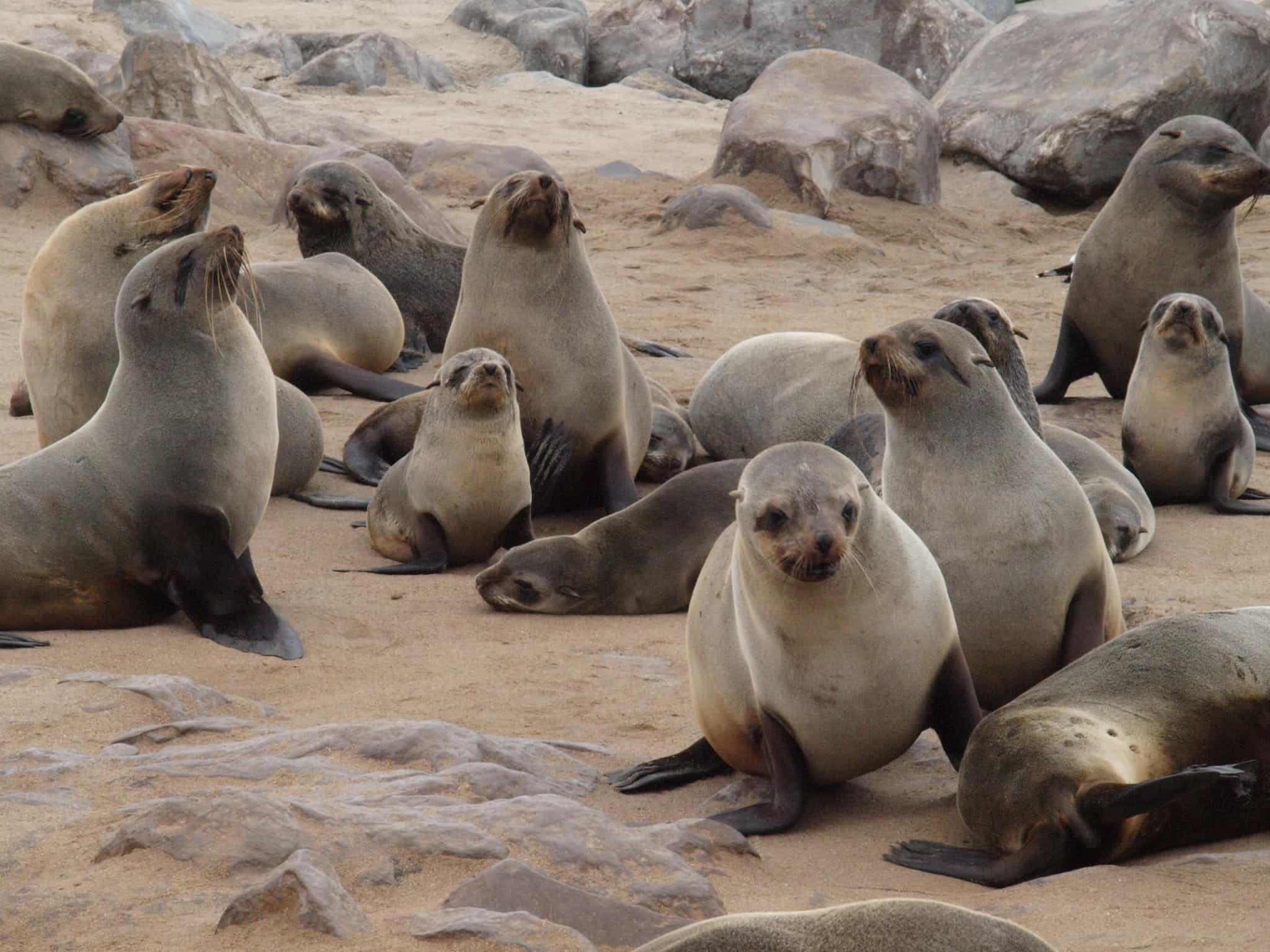Seal, Cape Cross, Namibia: Much Better Adventures/Ruth Howarth