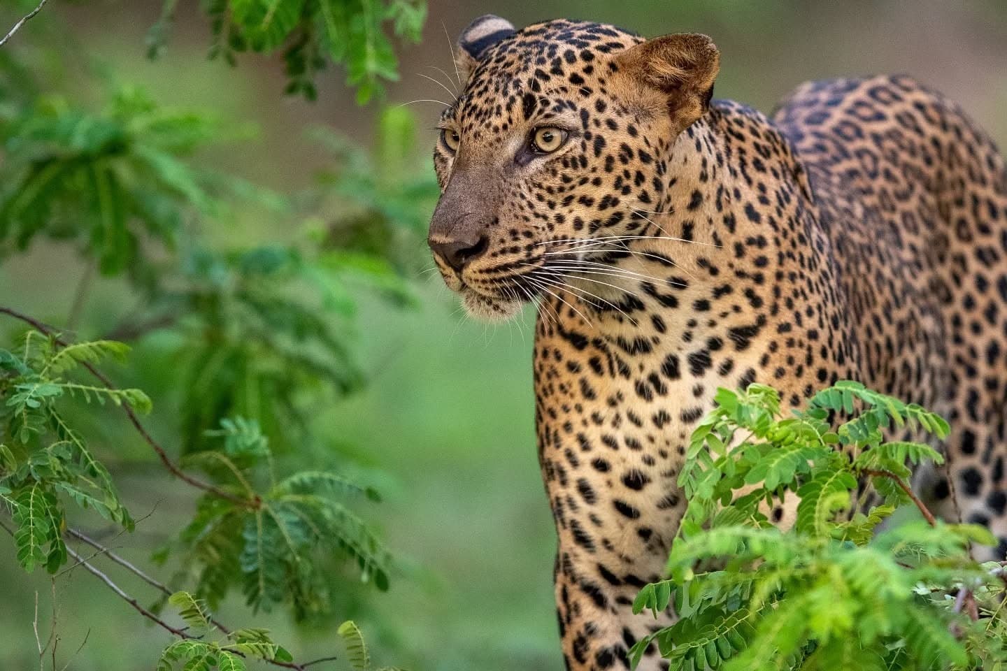 Premium: Hike, Safari and Explore in Sri Lanka
