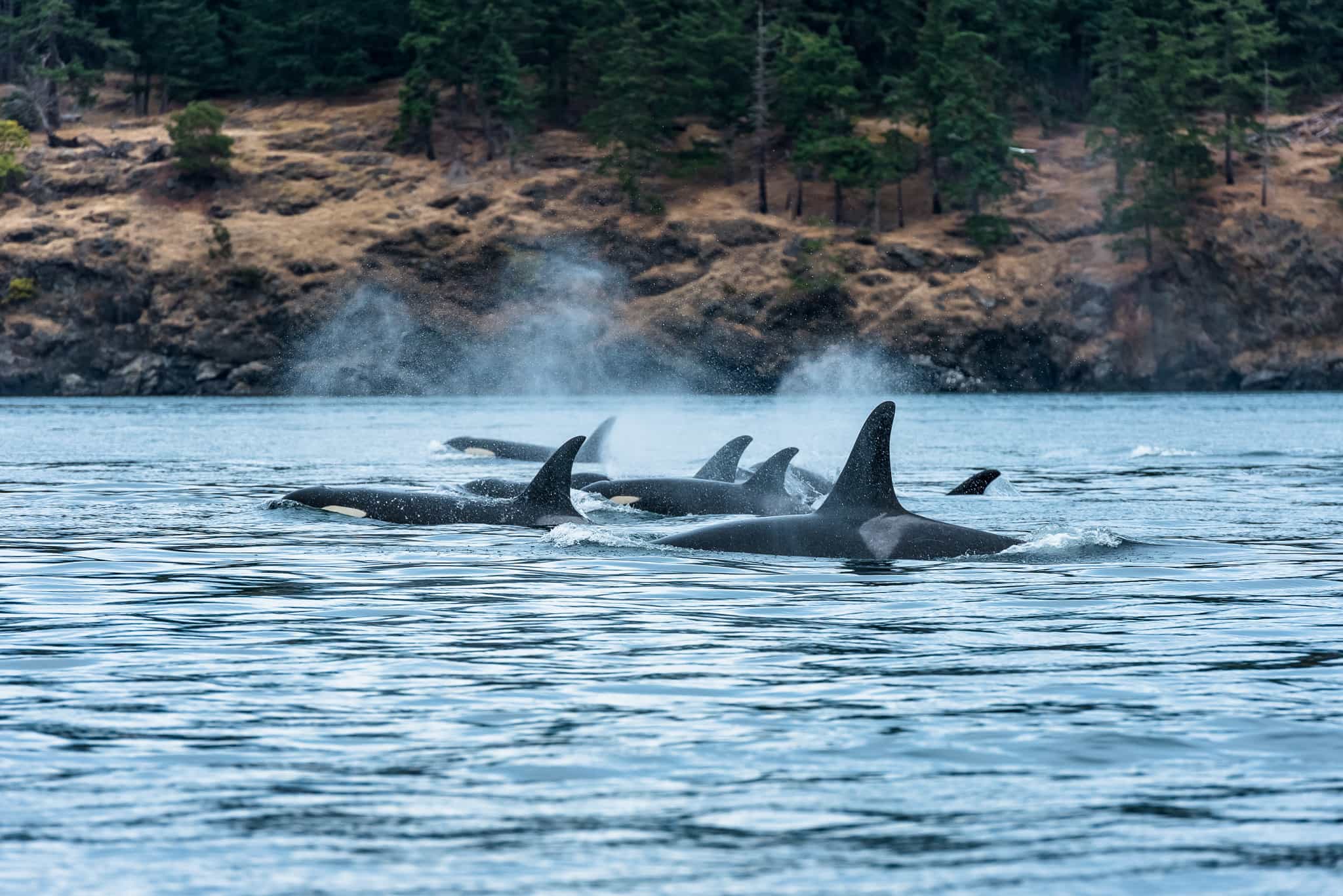 Orcas, Vancouver Island, Canada.