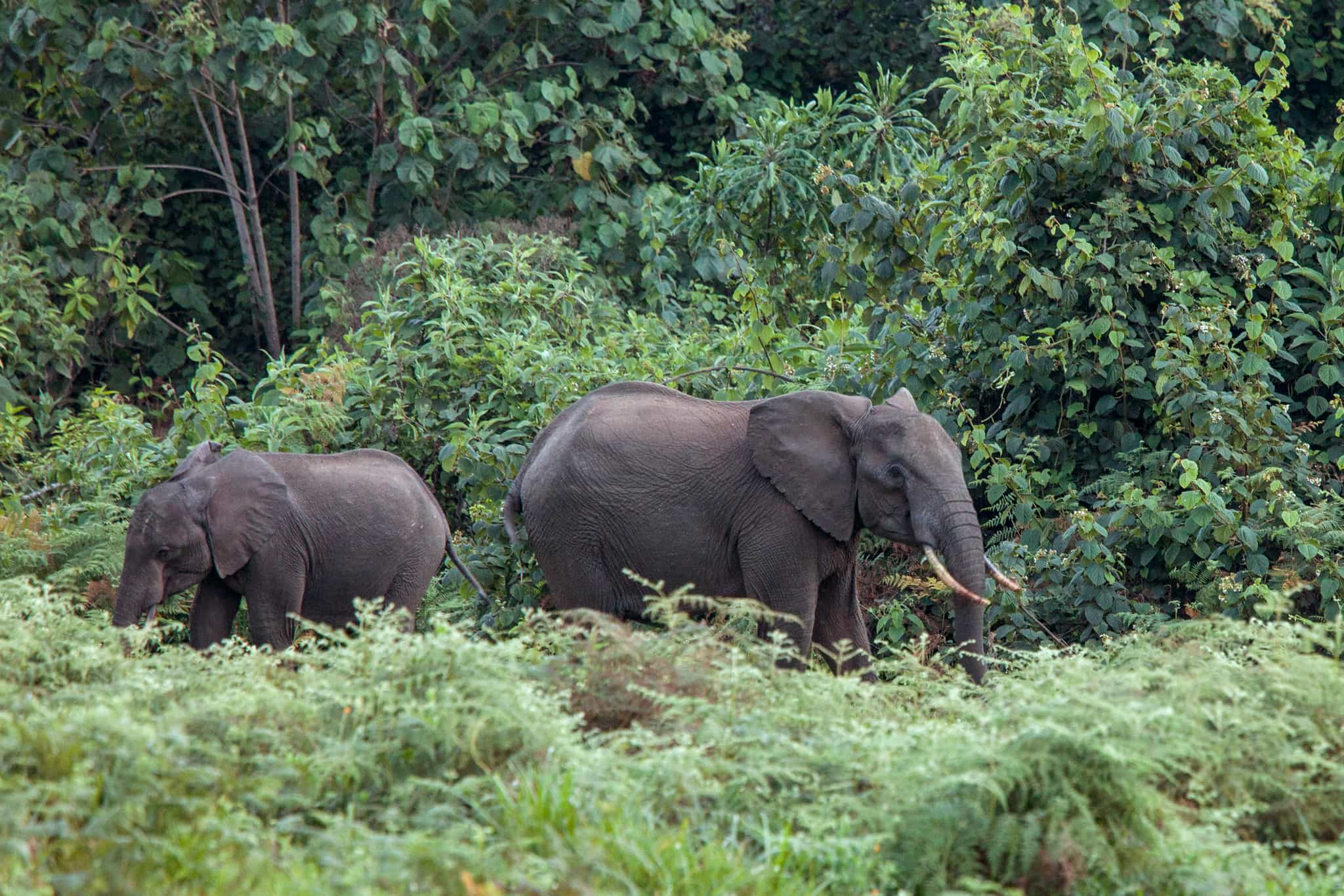 Elephants, Mount Kenya. Photo: GettyImages-520709559