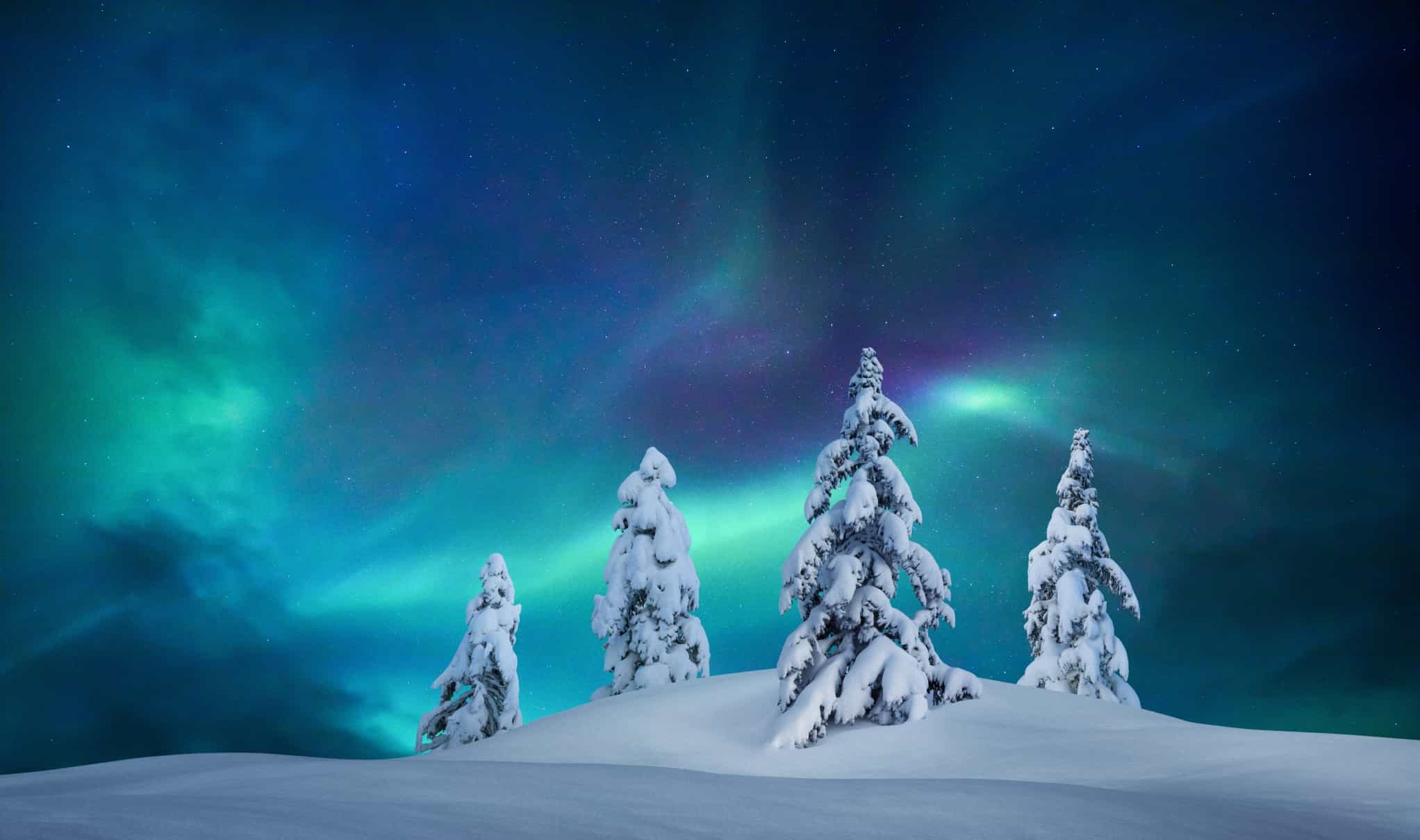 Northern lights behind snow-laden trees in Finland
