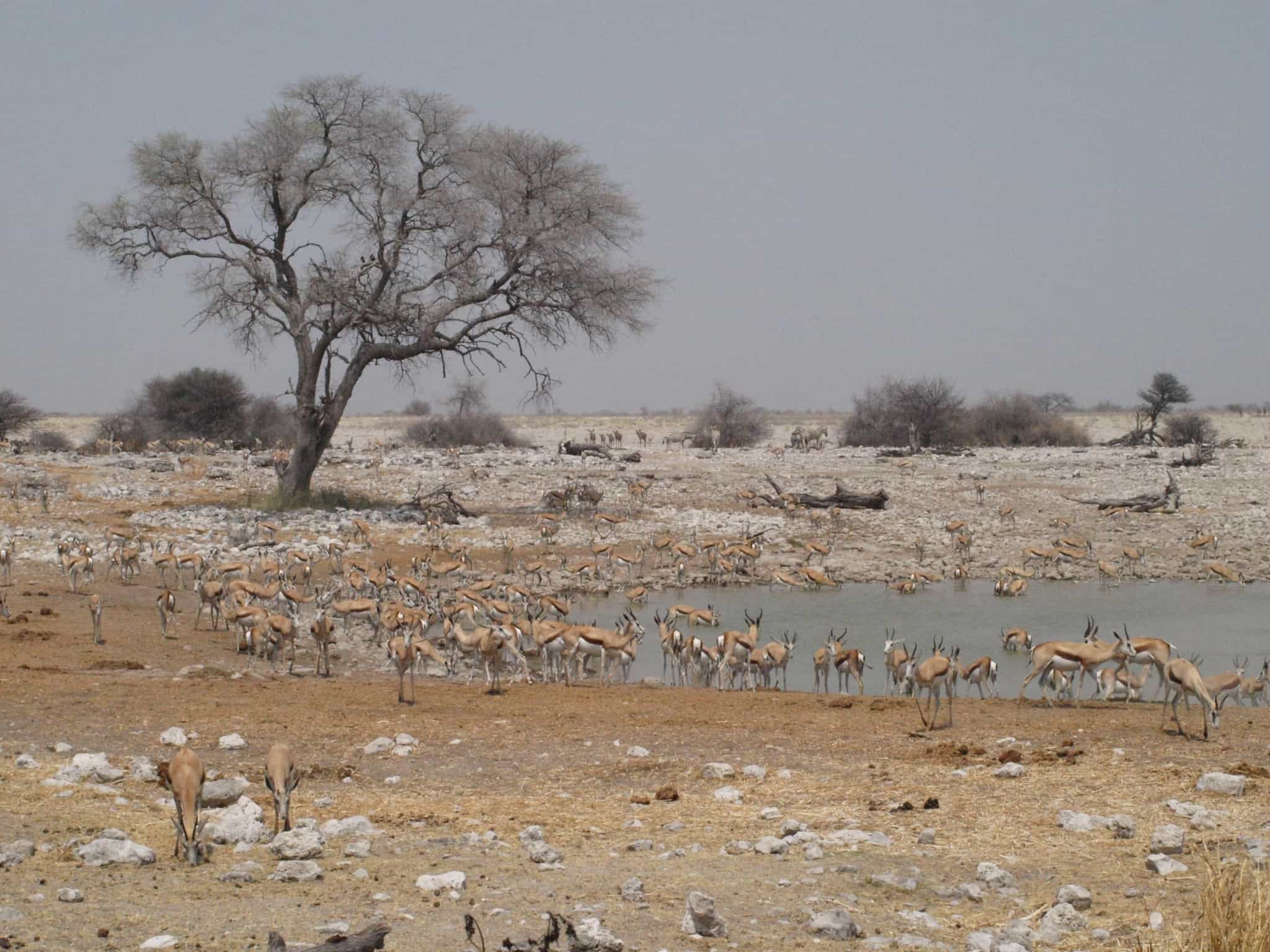Impala, Waterhole, Etosha, Namibia: Much Better Adventures/Ruth Howarth