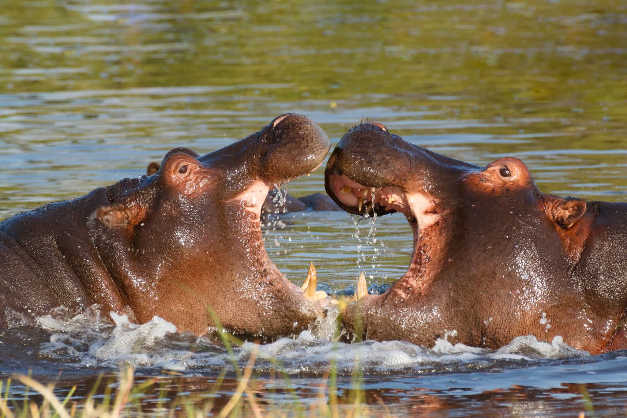 Two hippos fighting in the Kavango River in Namibia