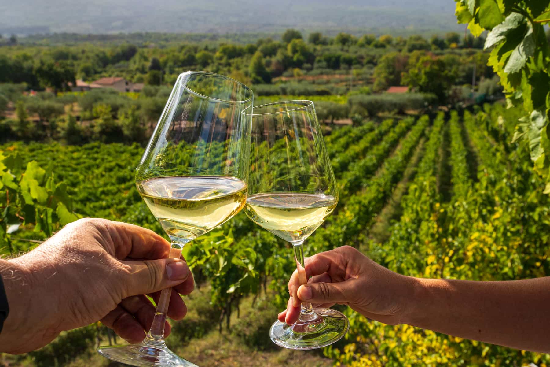Cheers with two glasses of white wine in Sicilian vineyard