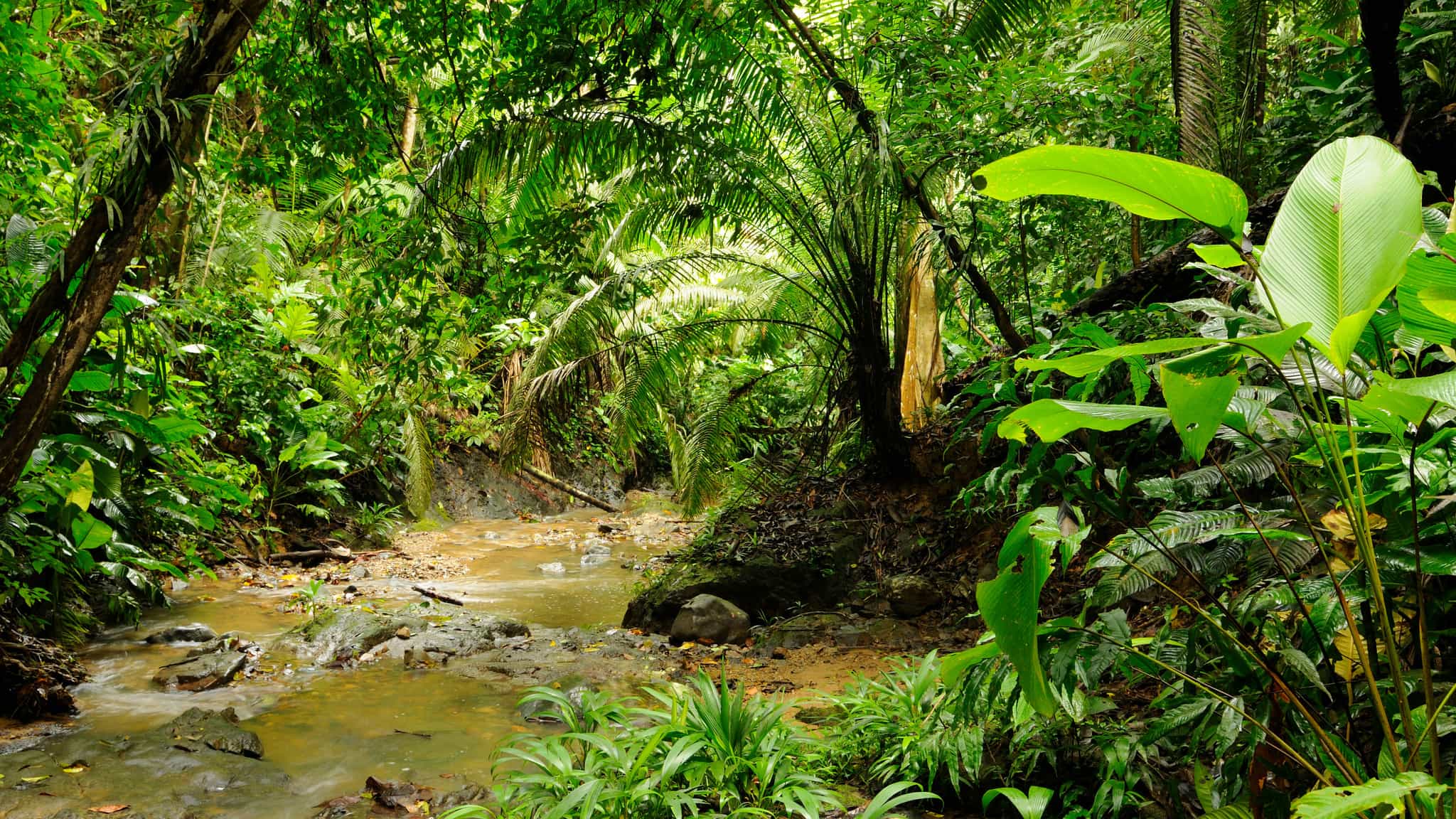 Jungle Expedition to the heart of Colombia