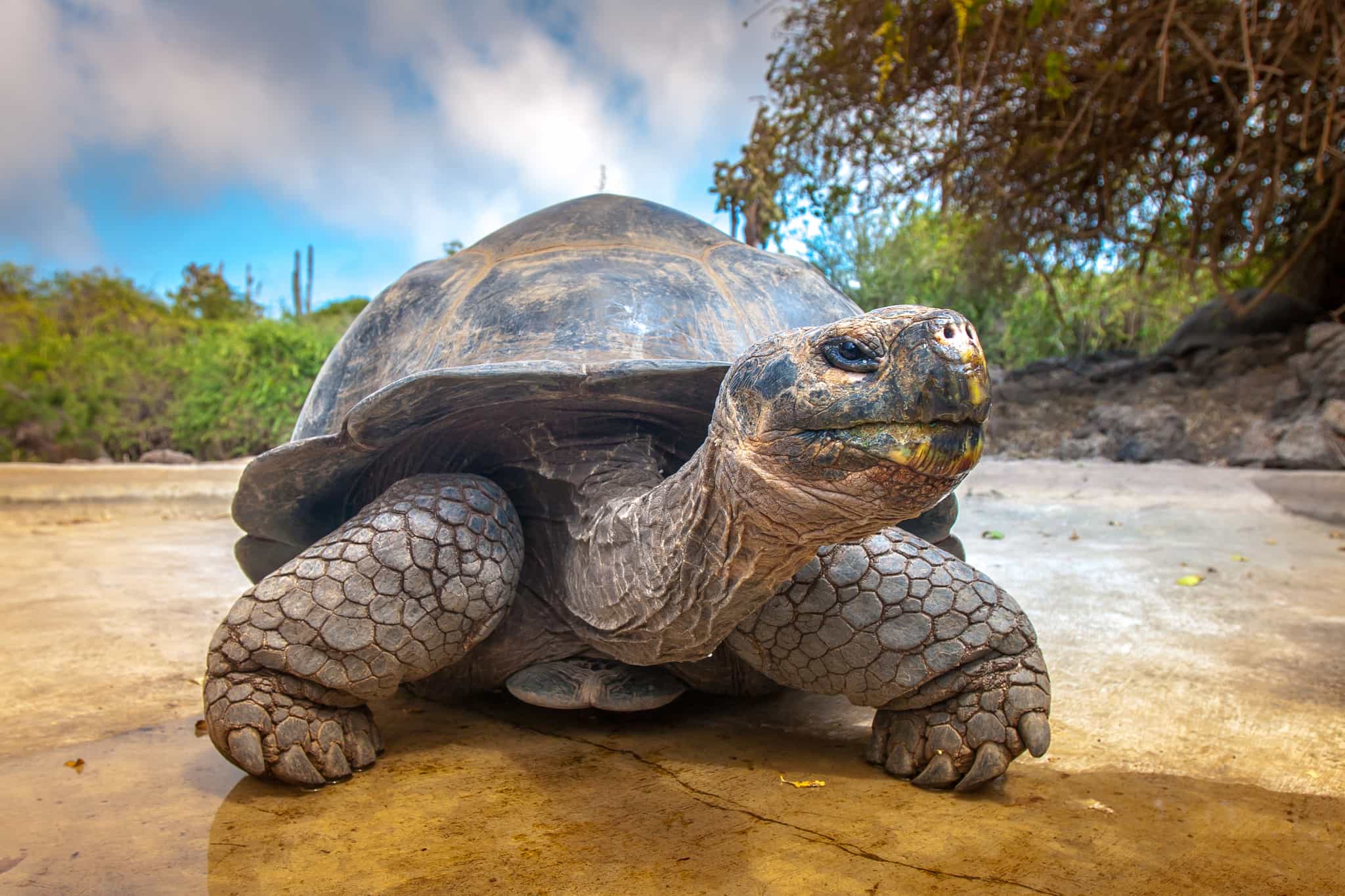 Giant tortoise, Galapagos Islands.