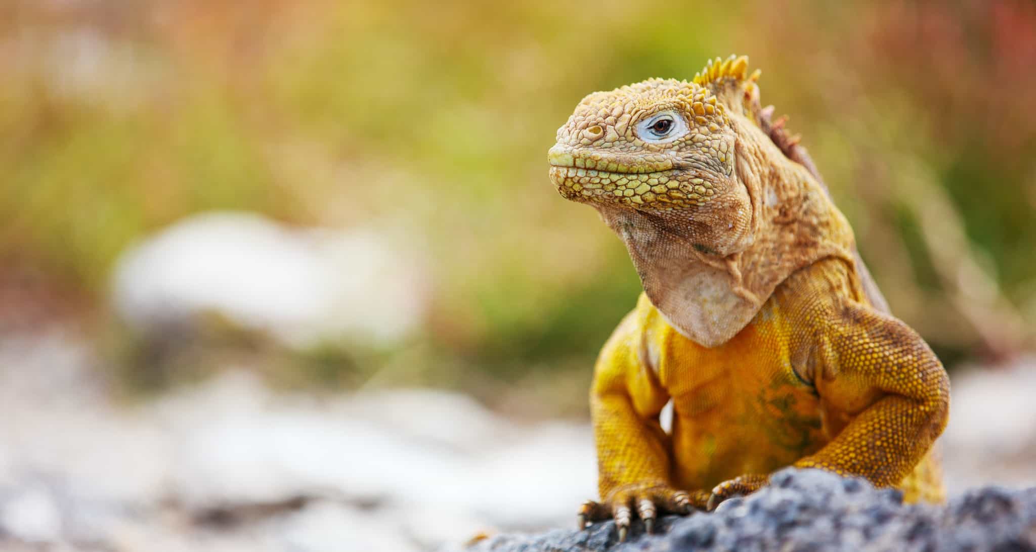 A yellow iguana rests against a rock in the Galapagos Islands.