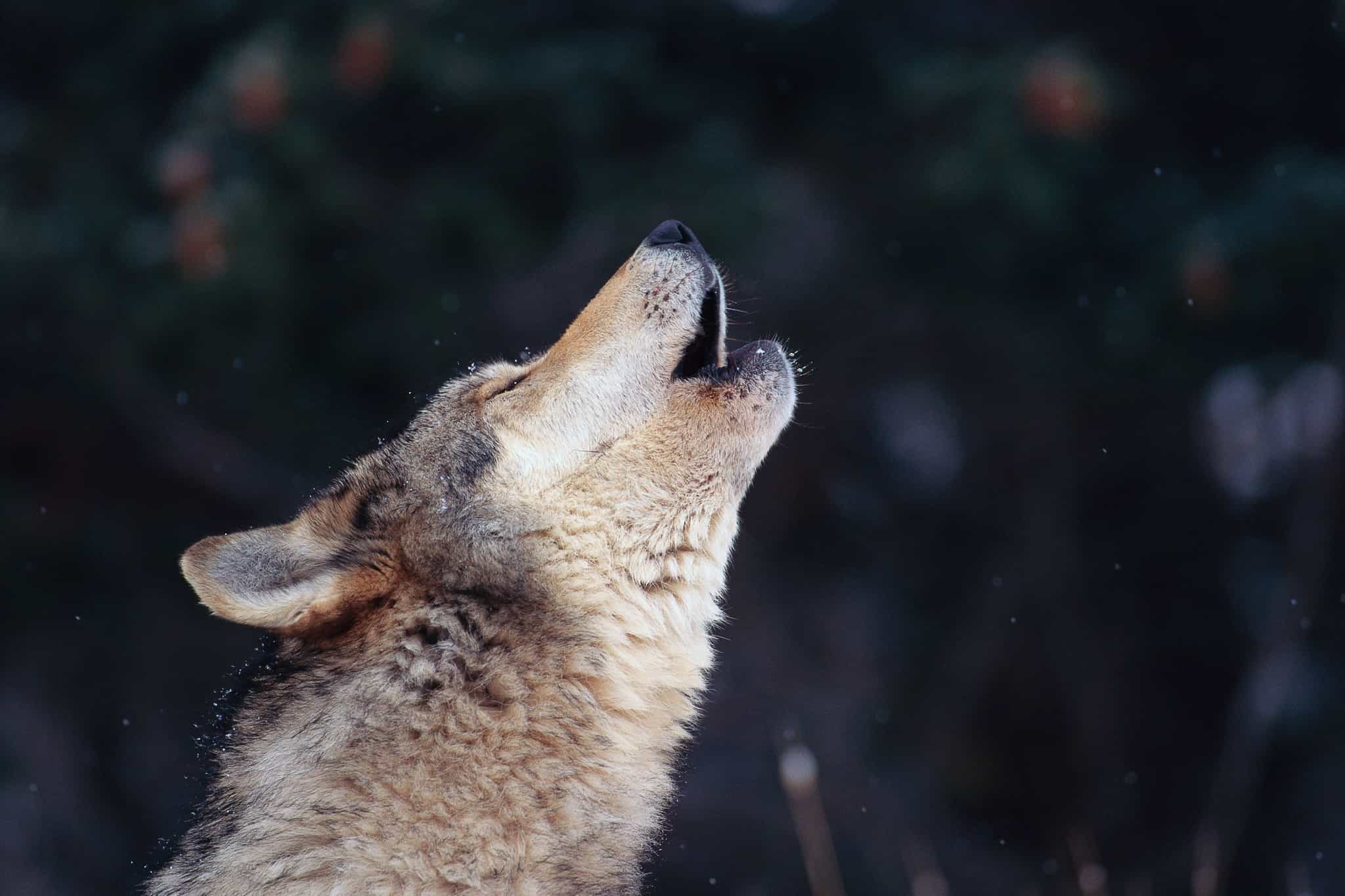 Wolf howling