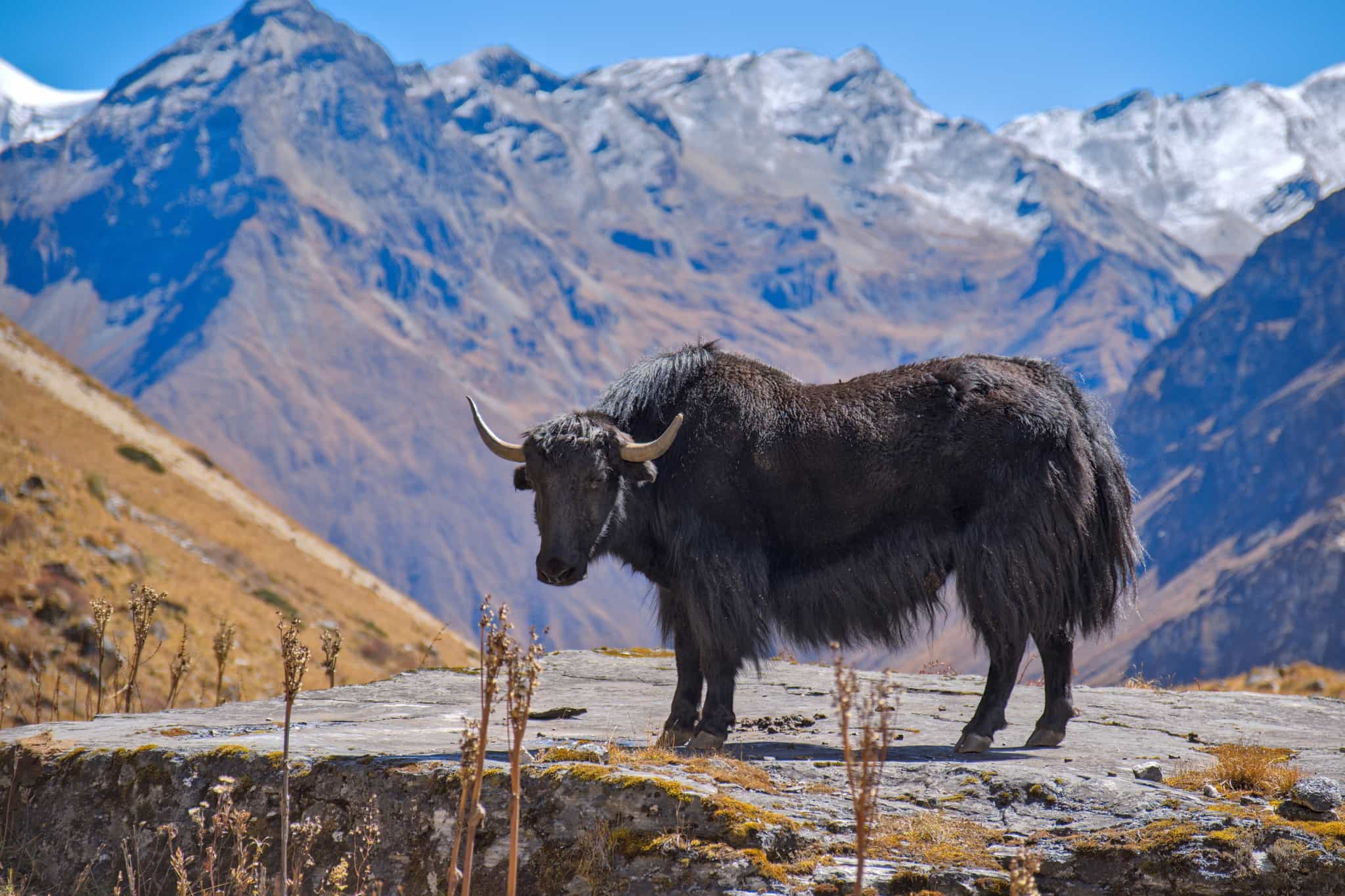 A yak beneath the Himalayas in Bhutan
