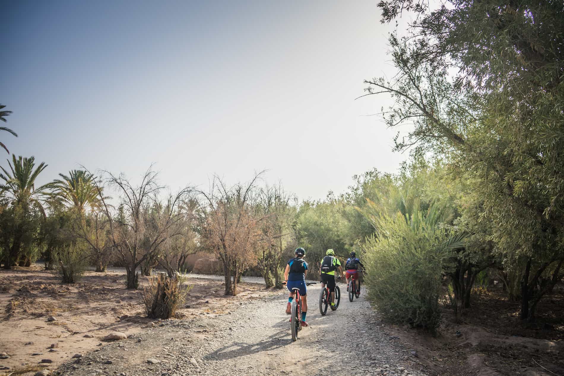 Three cyclists riding through the trees, Morocco