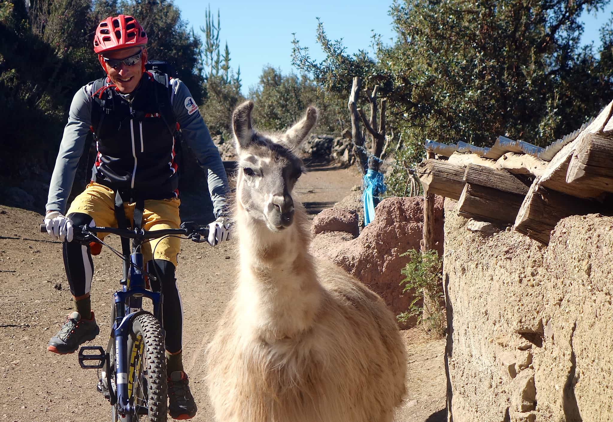 Cycling past Alpacha in Peru