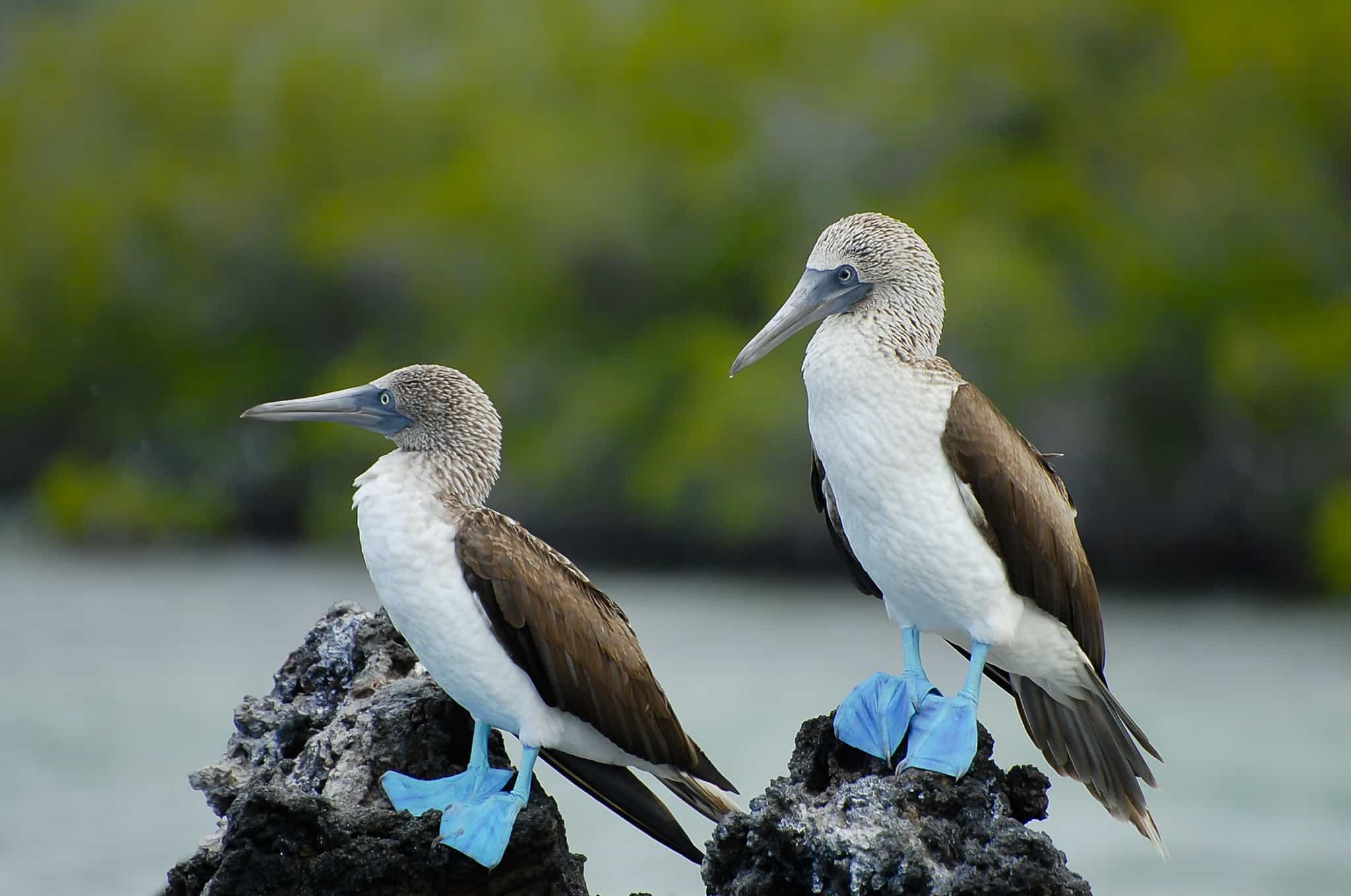 Blue Footed Boobies, Galapagos