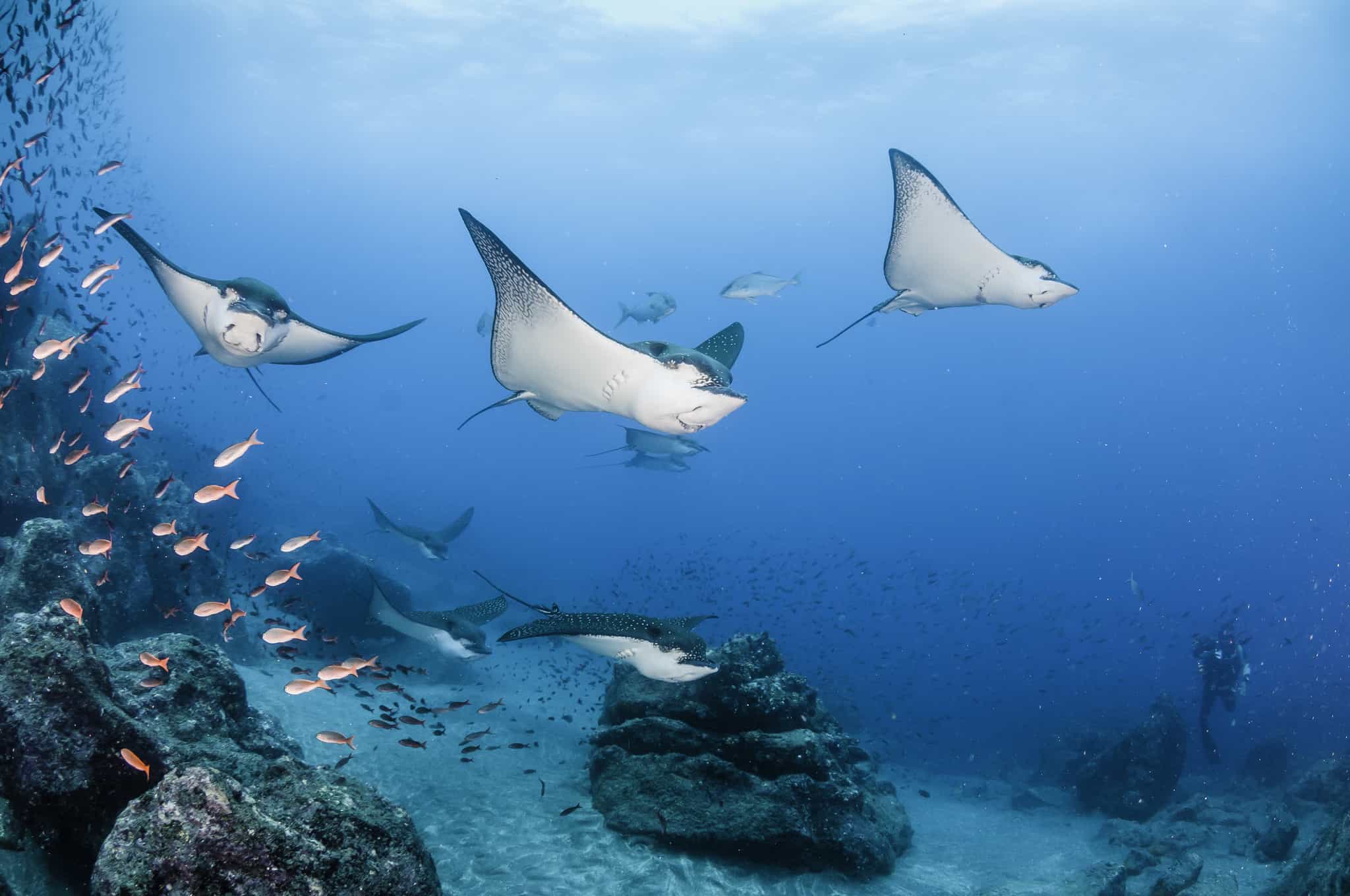 Black spotted eagle rays swimming over the coral reef, Darwin Island, Galapagos Islands, Ecuador.
