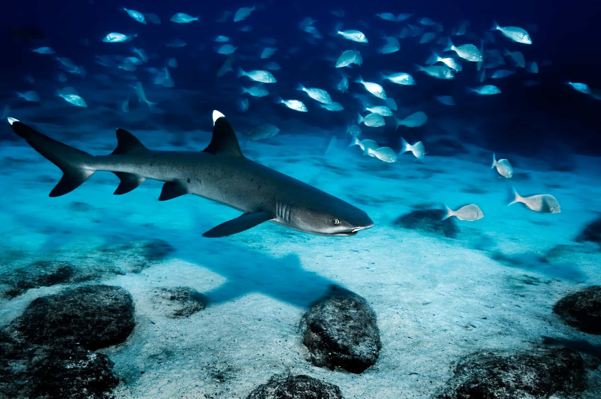 Whitetip reef shark underwater in the Galapagos Islands, Ecuador. Photo: GettyImages-1371114005