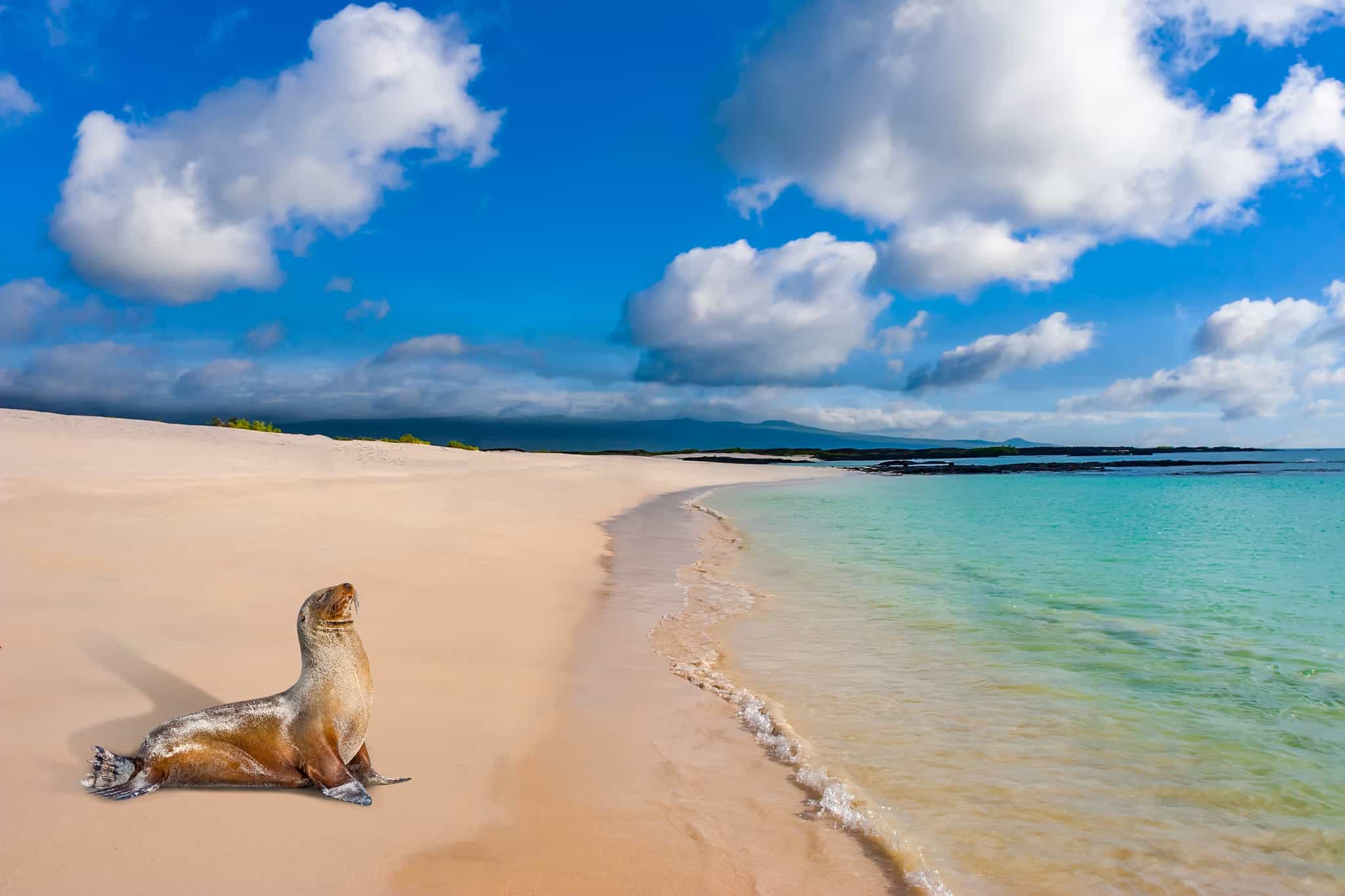 Sea Lion on a beach in the Galapagos Islands.